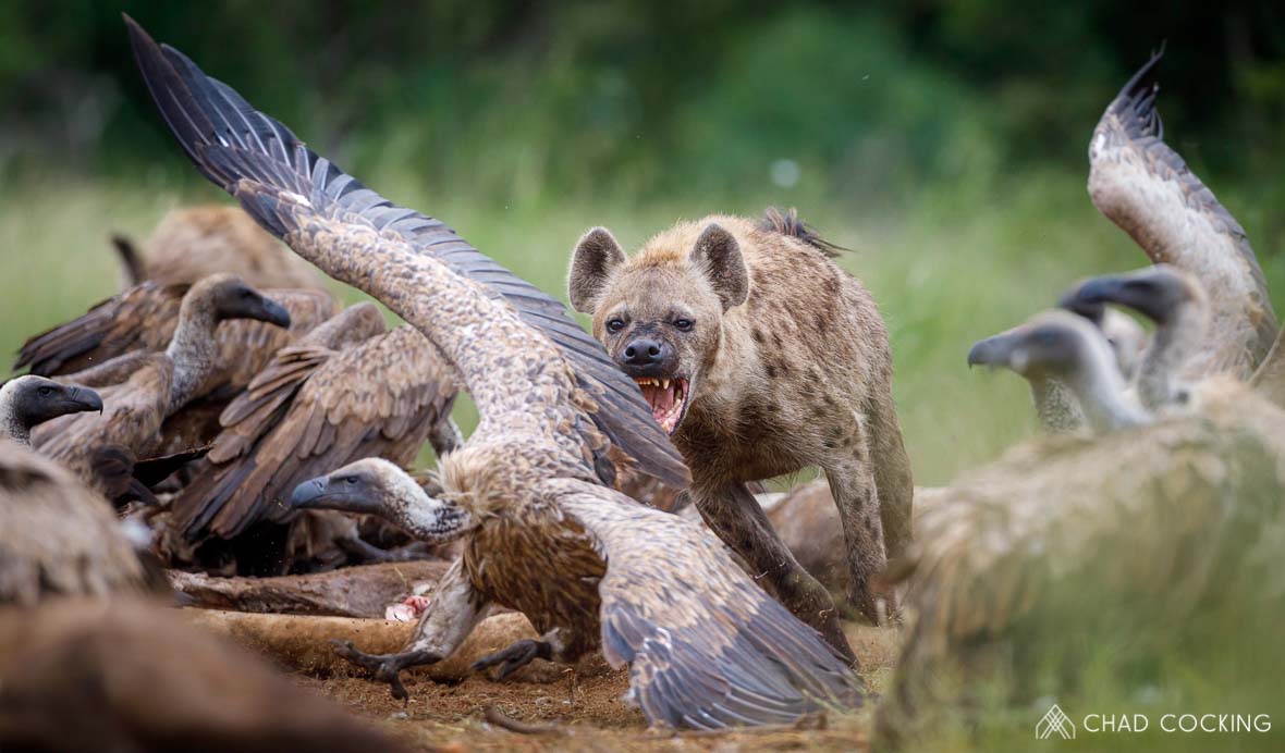 vultures on a kill at Tanda Tula on safari