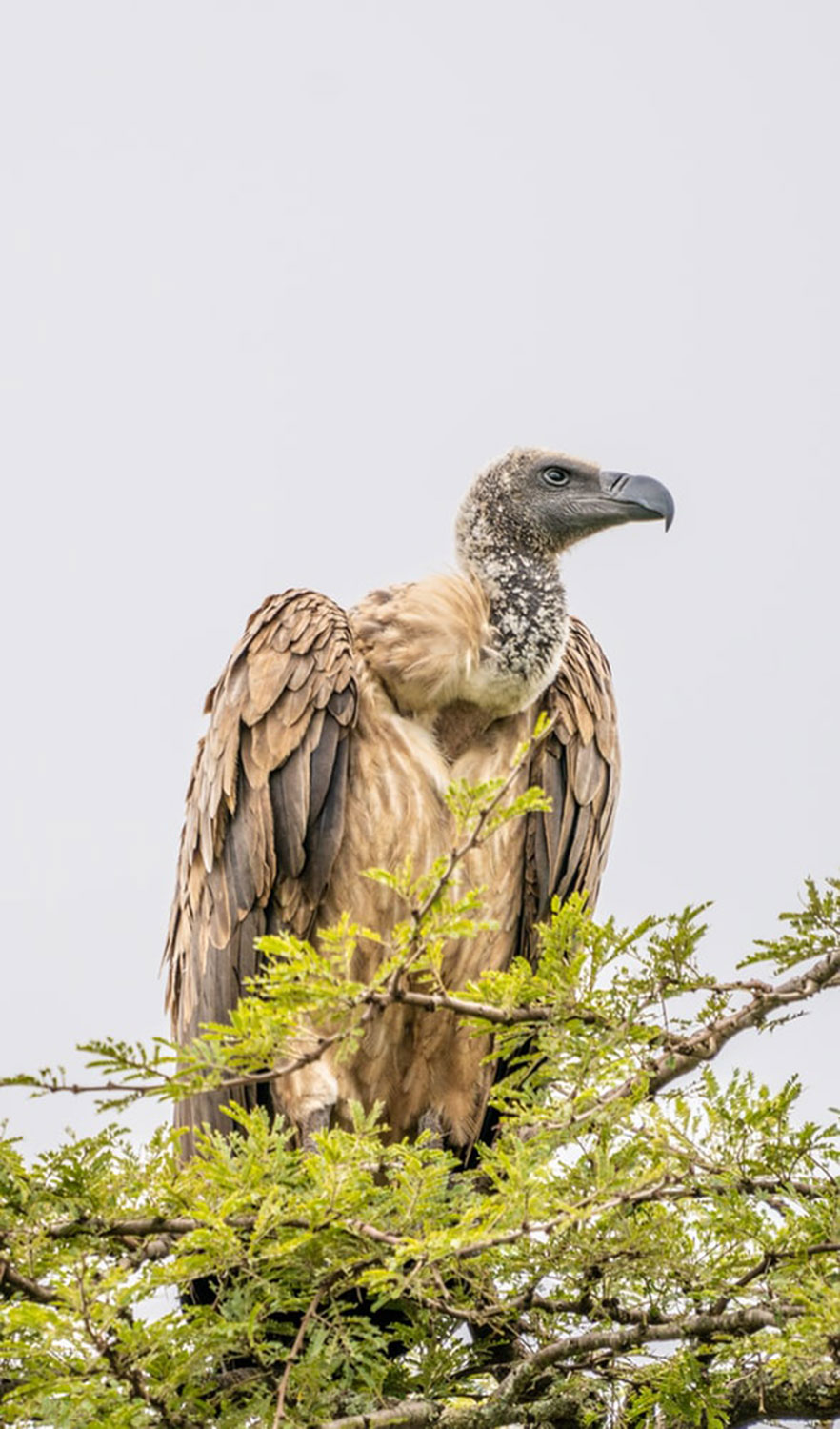 vulture on safari at Tanda Tula