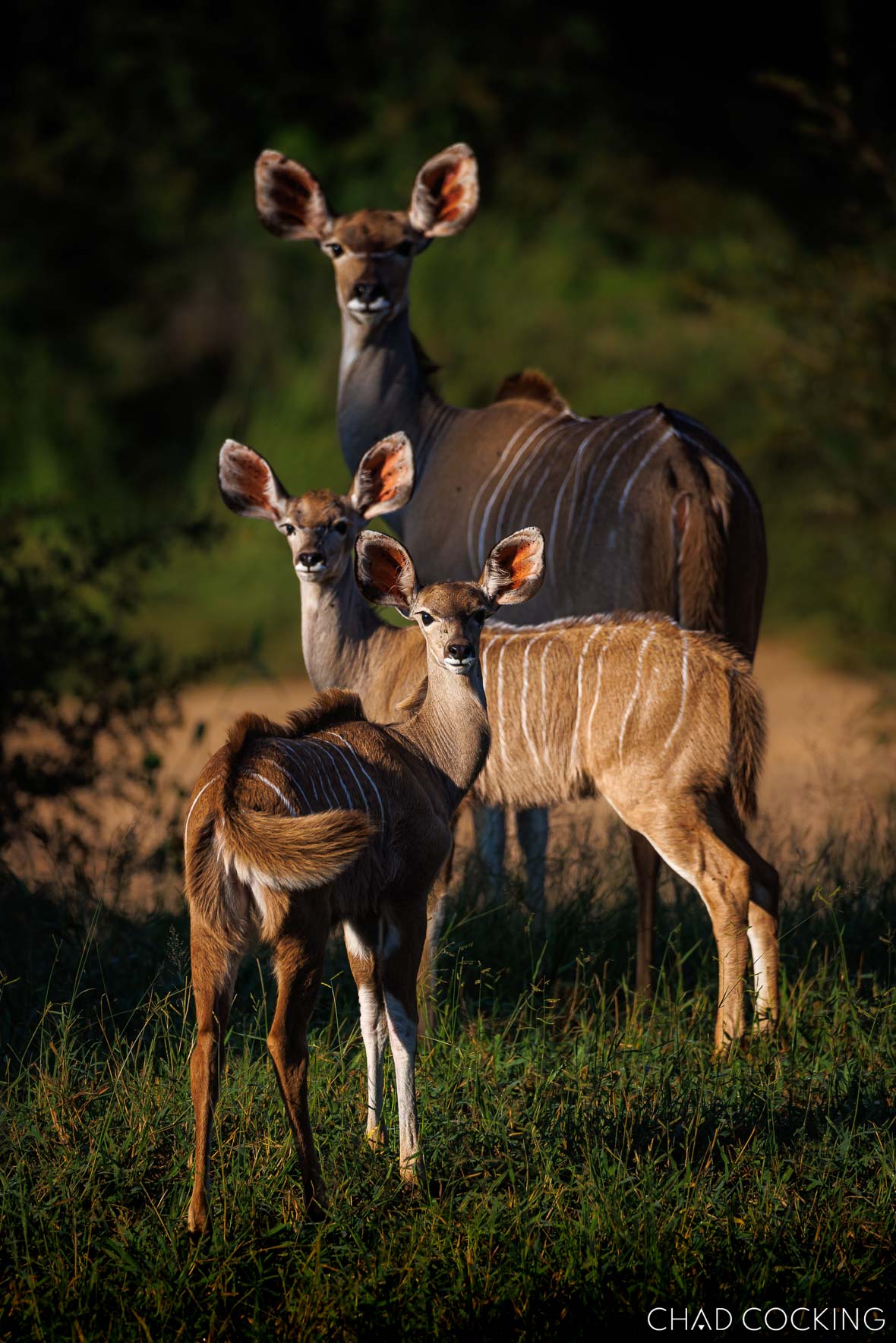 kudu family 