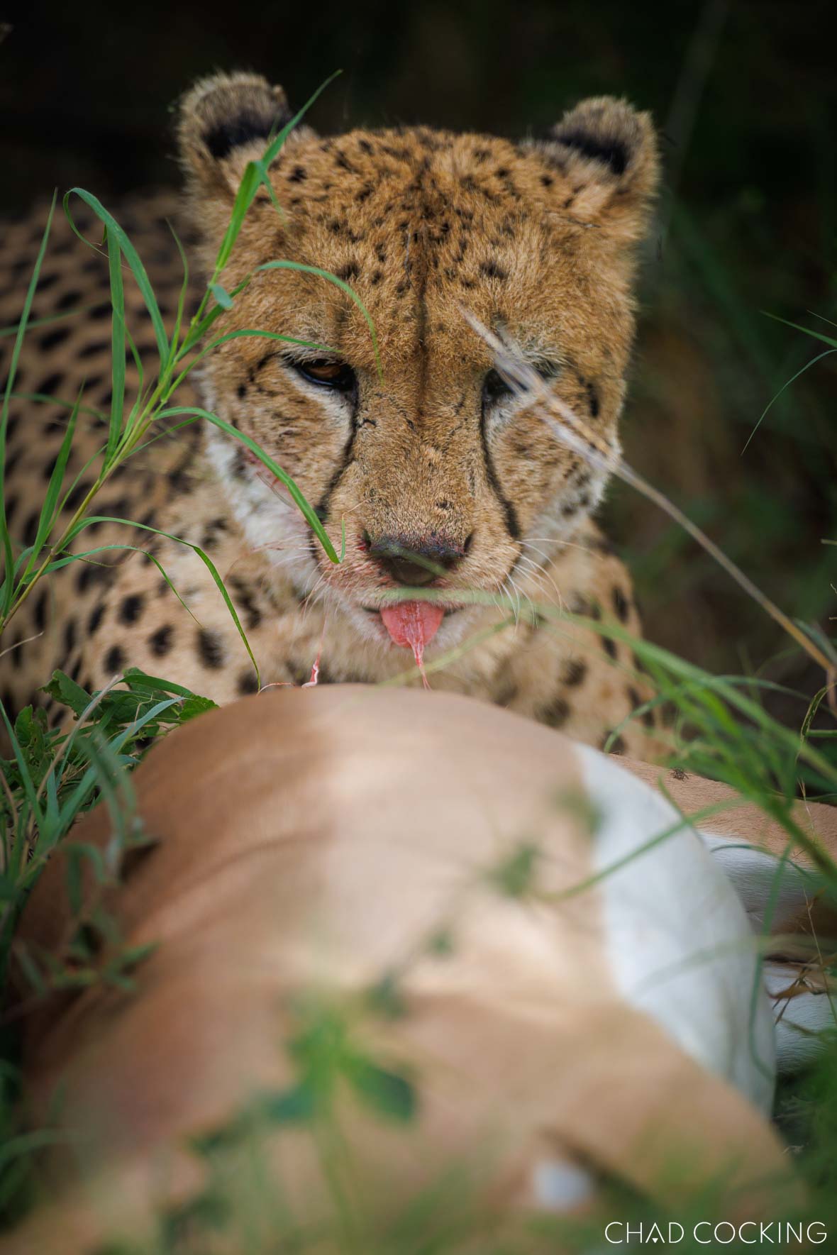 cheetah with 