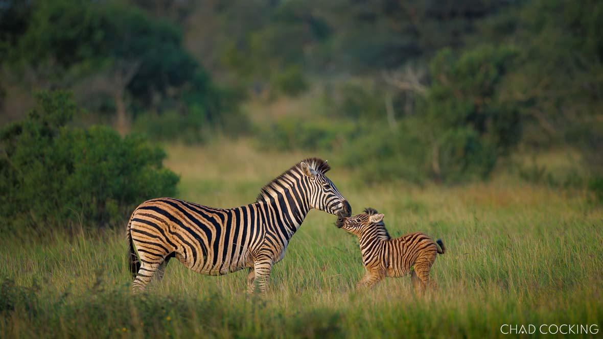 Zebra and calf frolicking in the lush Timbavati plains