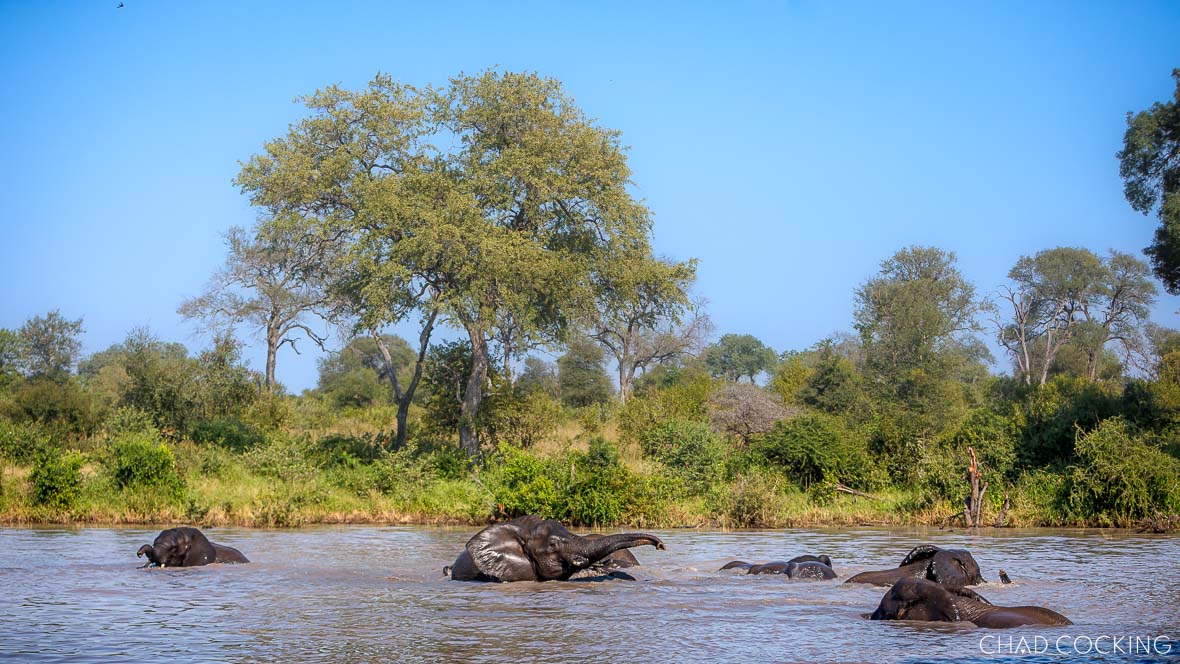 Elephant herd swimming late morning