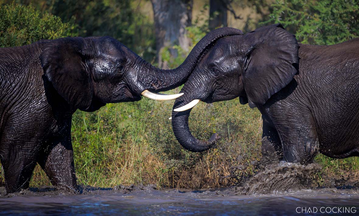Elephant bulls sparring in the water
