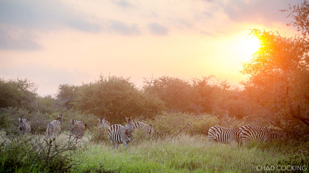 Zebra herd at sunset