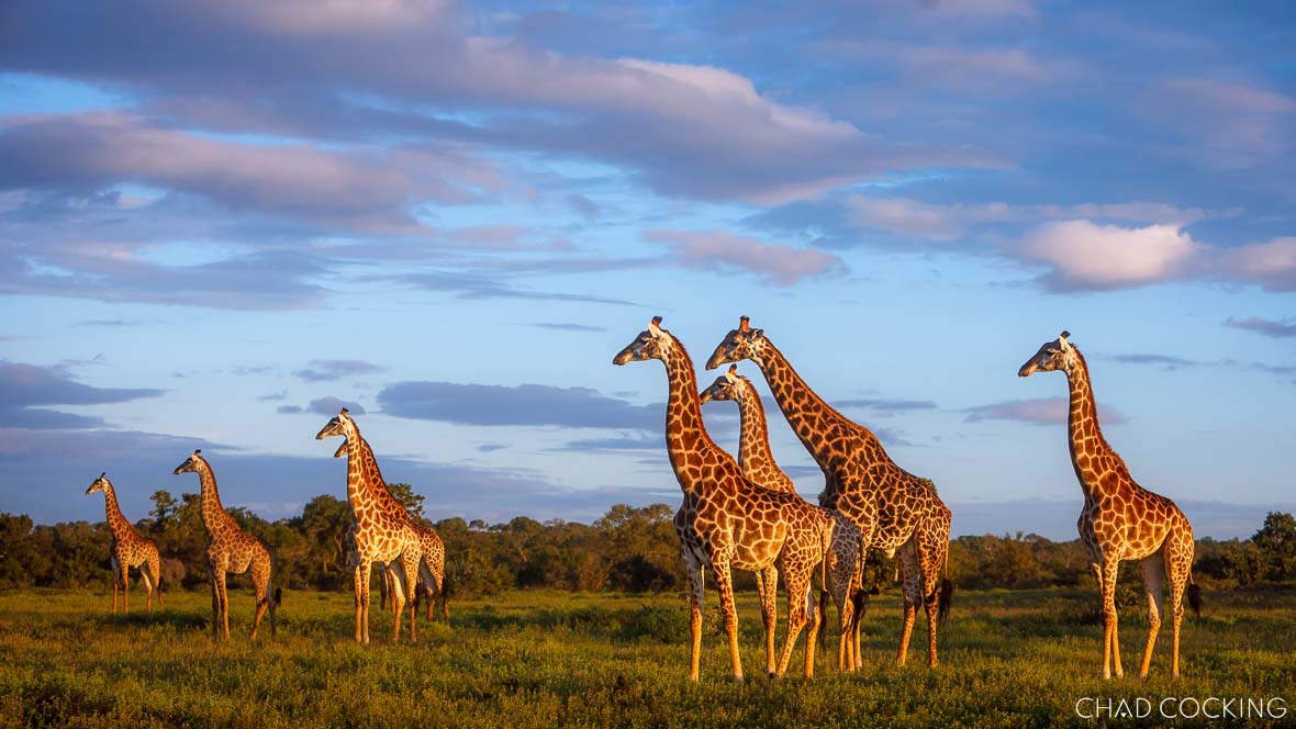 Giraffes watching lions