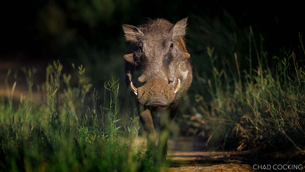 Warthog in the Timbavati