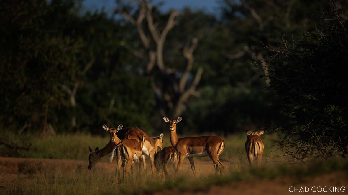 Impalas in the early morning near Tanda Tula