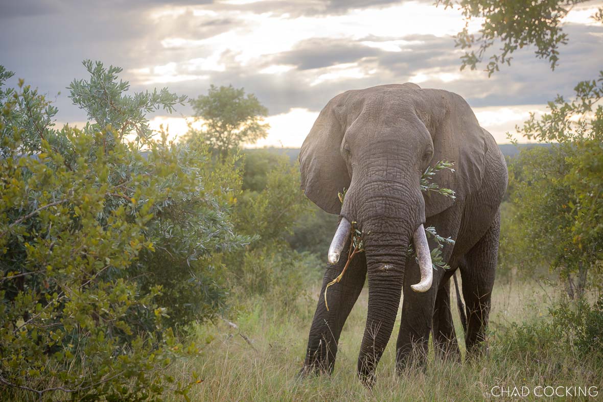 One of Kruger's large elephant bulls