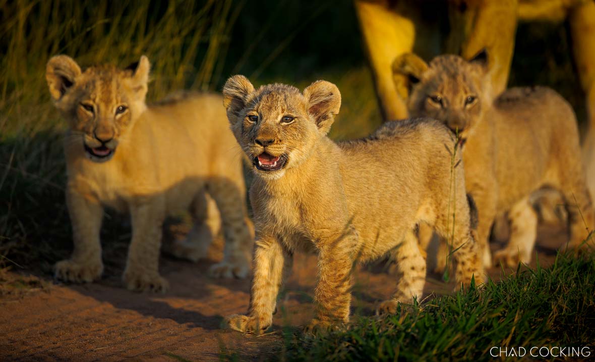 The three newest lion cubs in the Timbavati