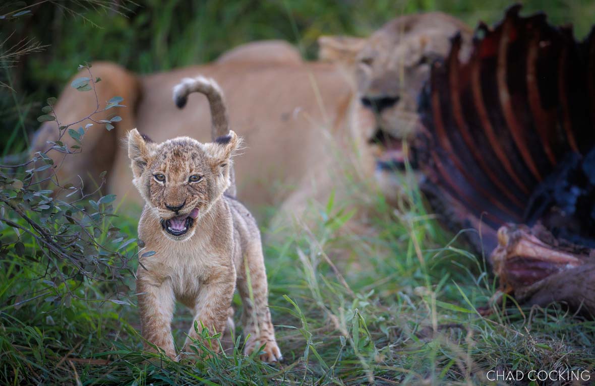 Lion cub with wildebeest kill
