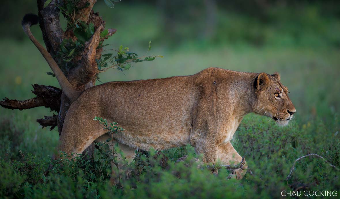Lioness stalking animals on safari