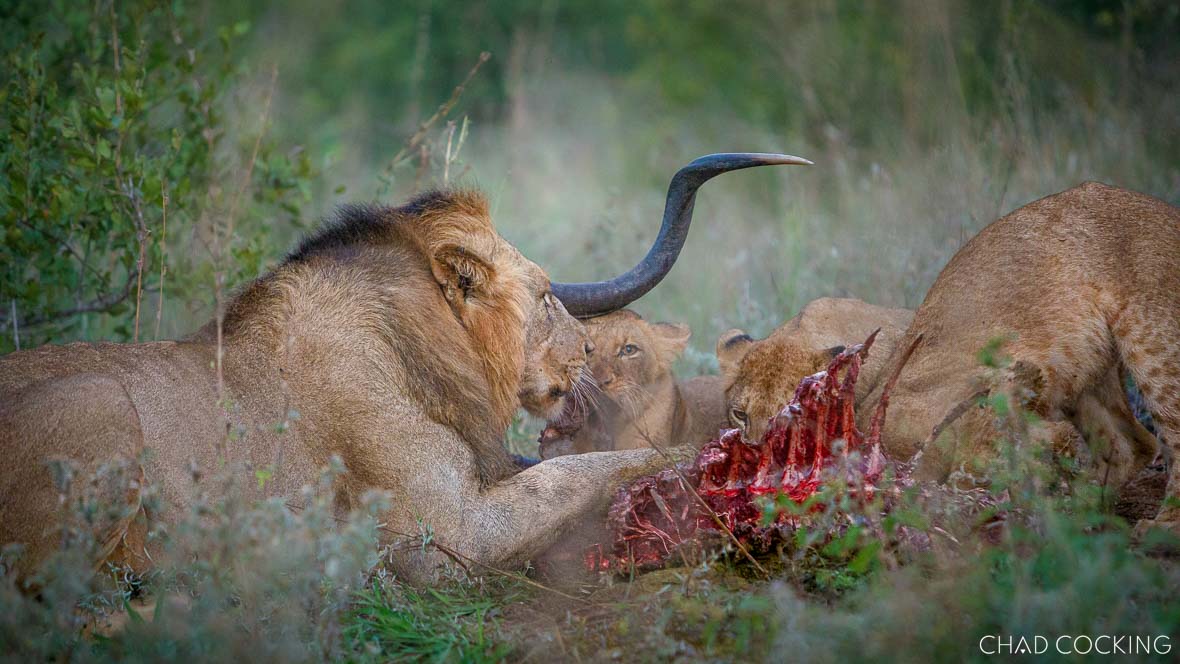 Lion pride with kudu kill