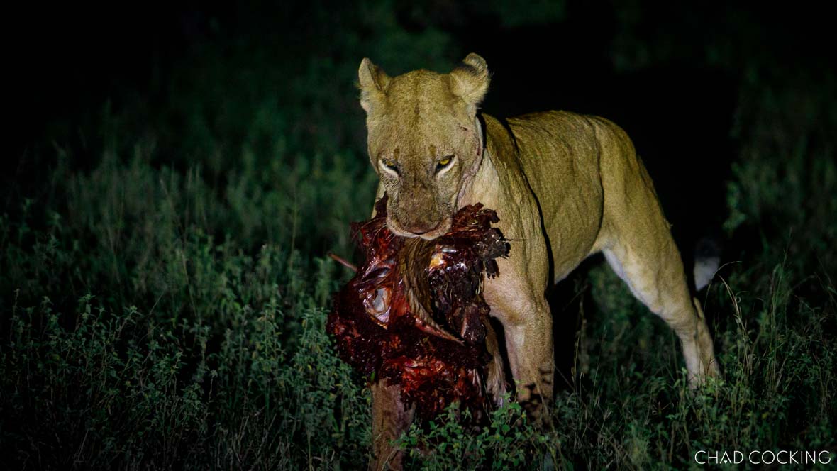 spotting lion on safari at Tanda Tula