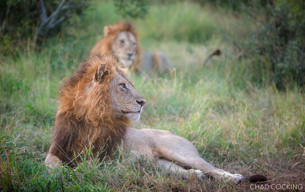 Vuyela male lion in the Timbavati
