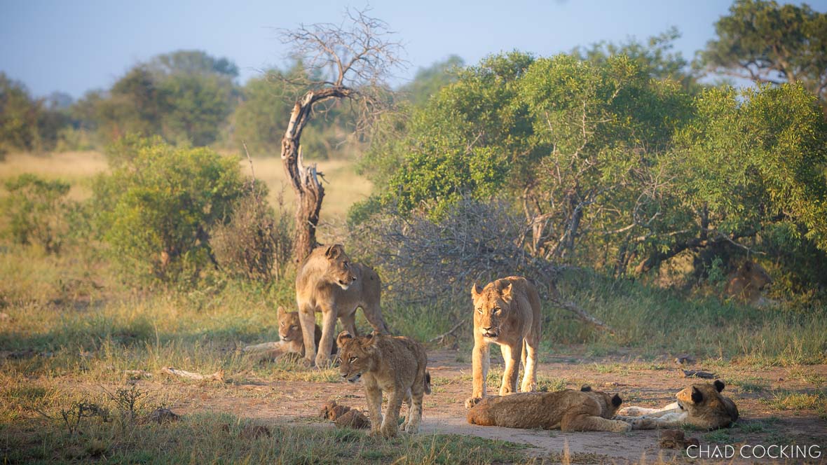 lions in the Timbavati