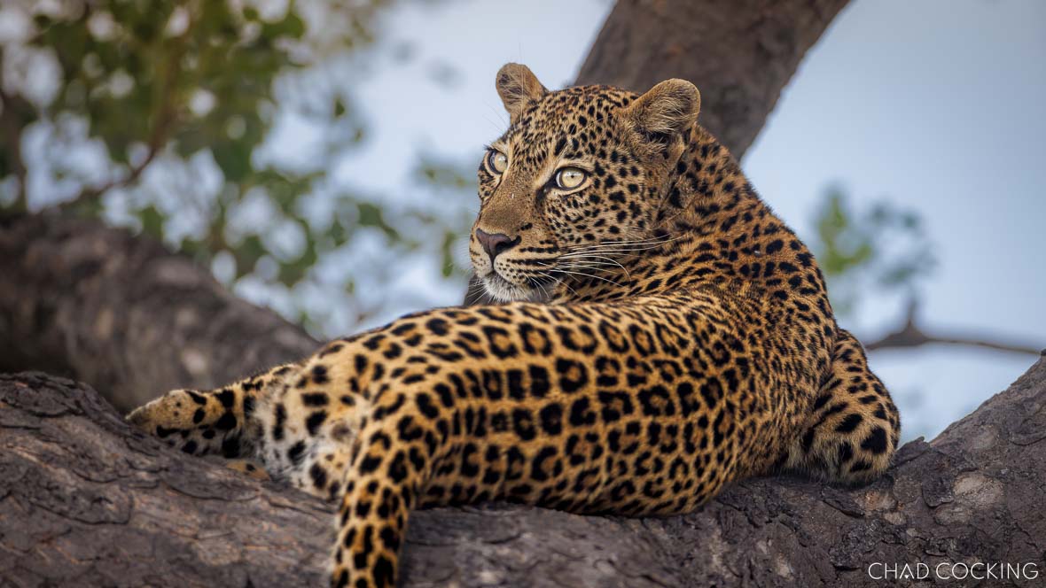 leopard in a tree in the Greater Kruger