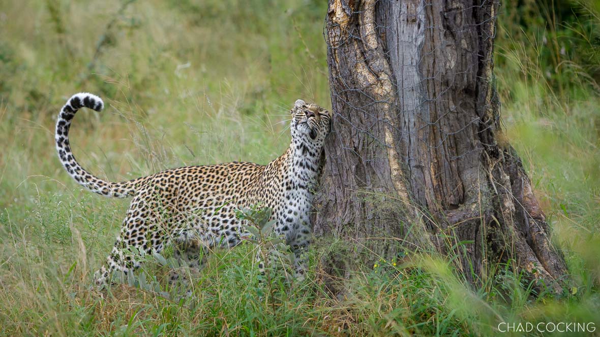 Nyeleti leopard scent-marking near Safari Camp