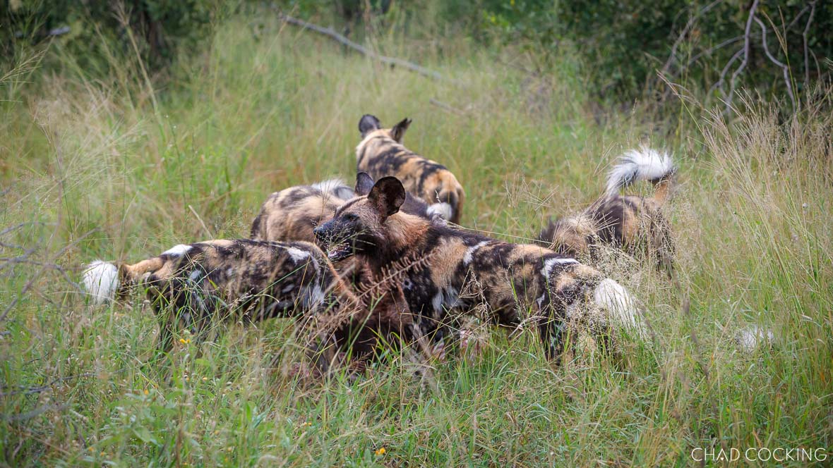Wild dogs on a kill