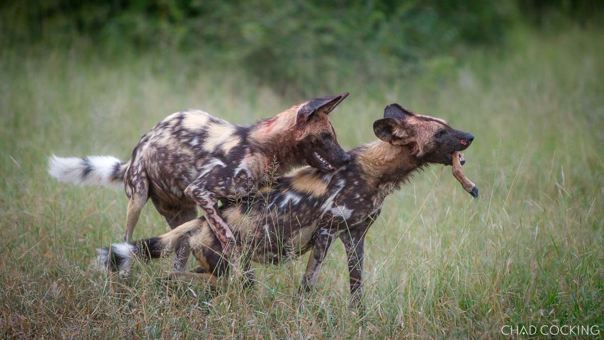 Endangered wild dogs in the Timbavati