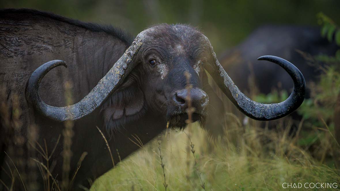 Impressive buffalo bull with large horns