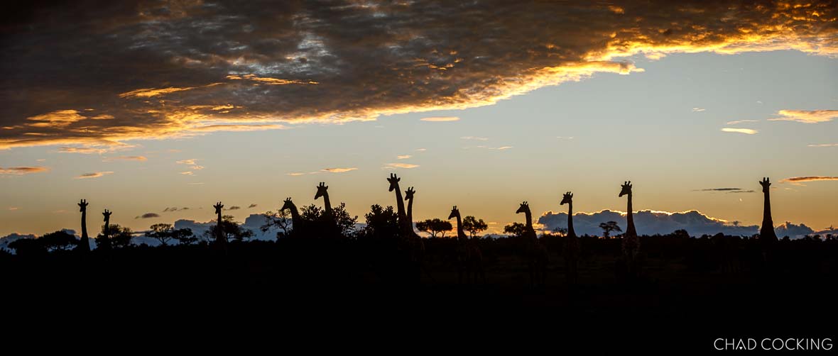 Giraffe silhouette