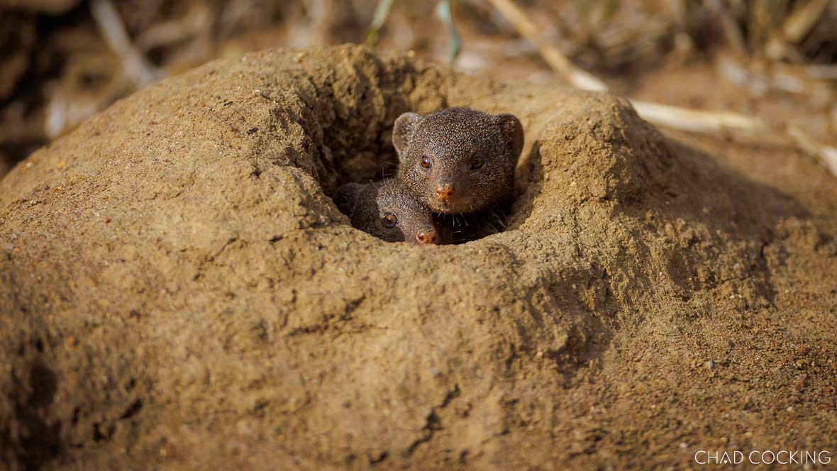 Dwarf Mongoose in a hole