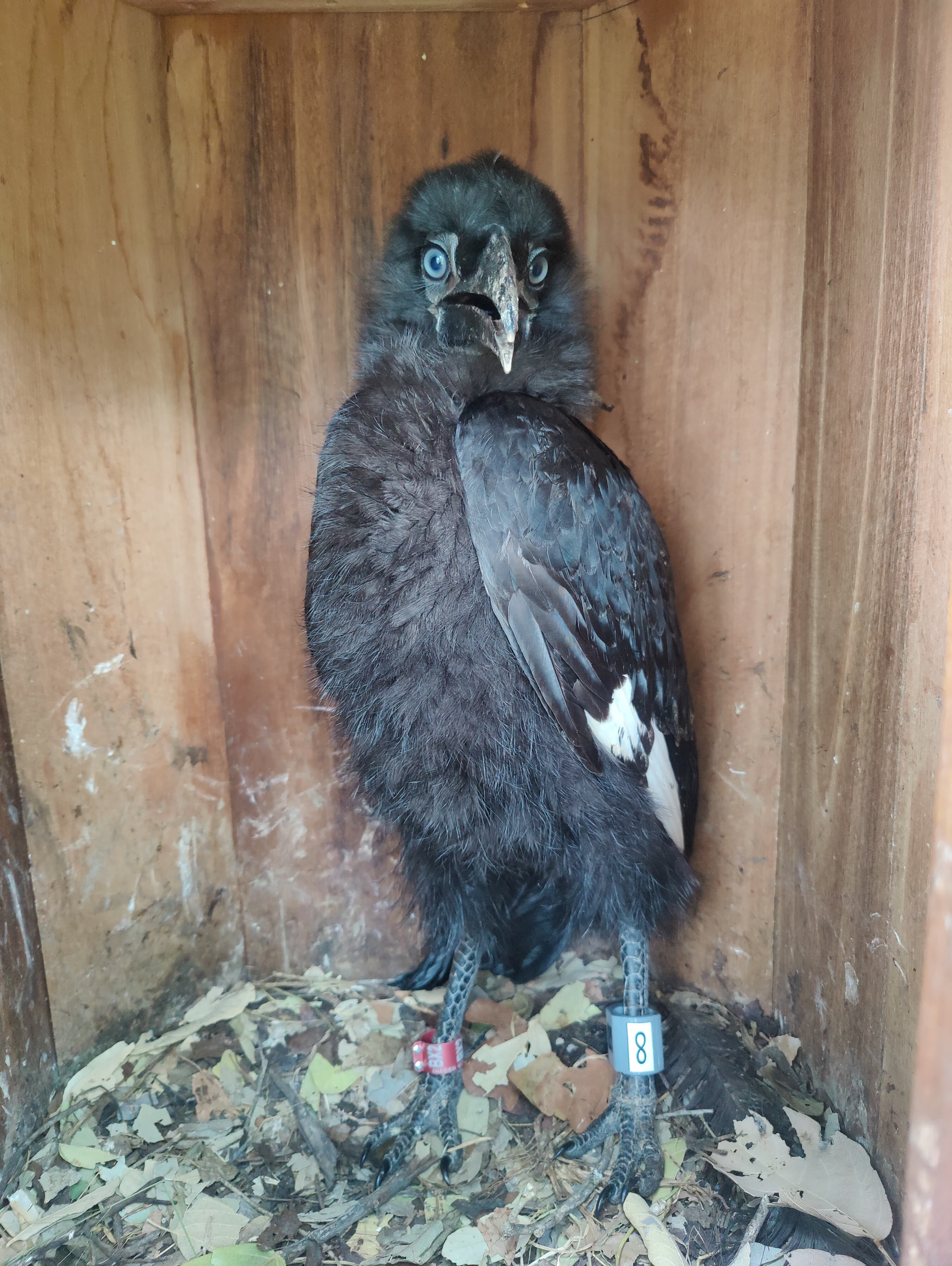 Ongoing conservation work with Ground Hornbill Research team