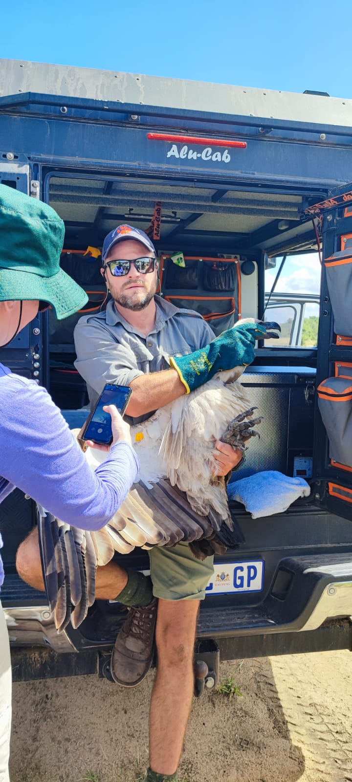 vulture research in the Timbavati