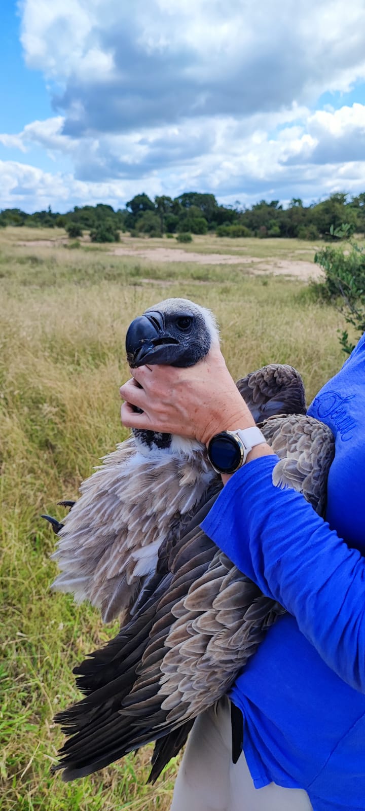 Vulture conservation work in the Timbavati