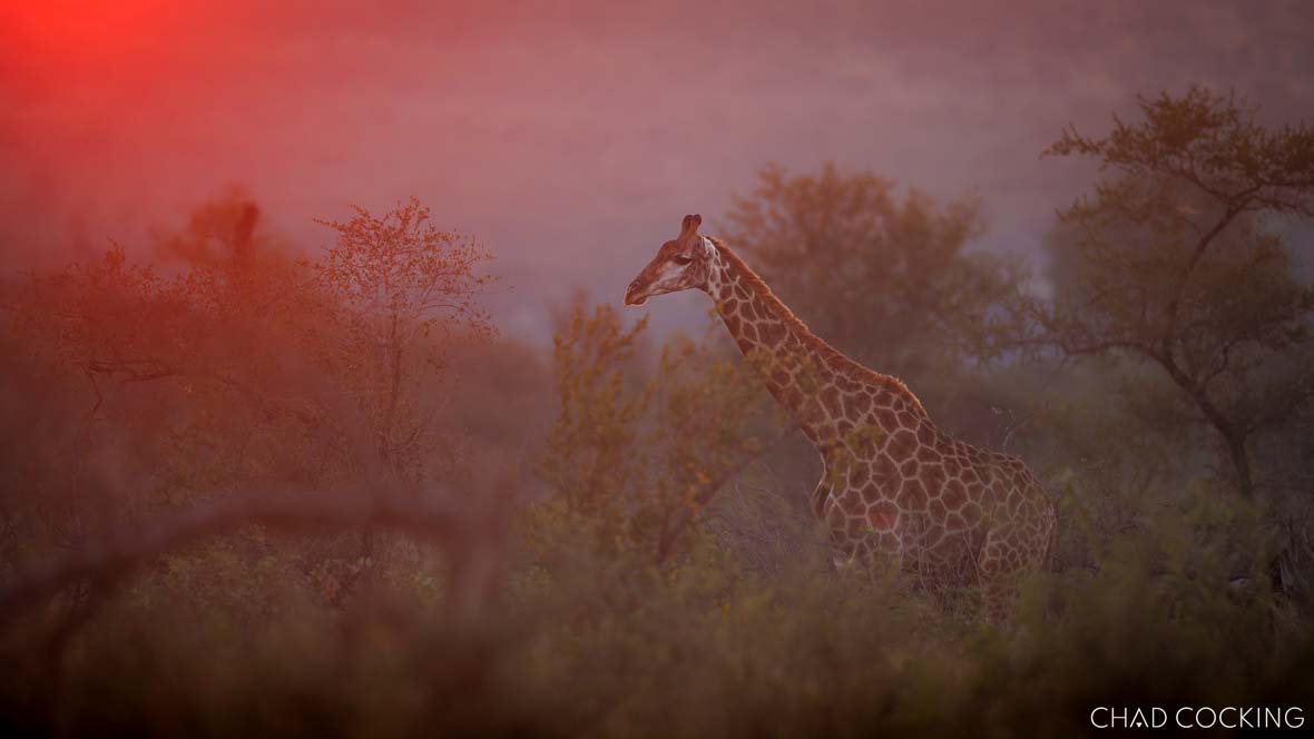 sunrise in Timbavati