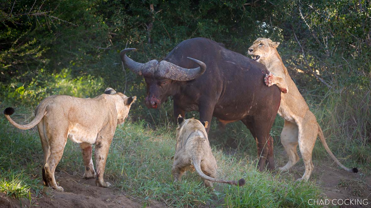 lions killing buffalo on safari