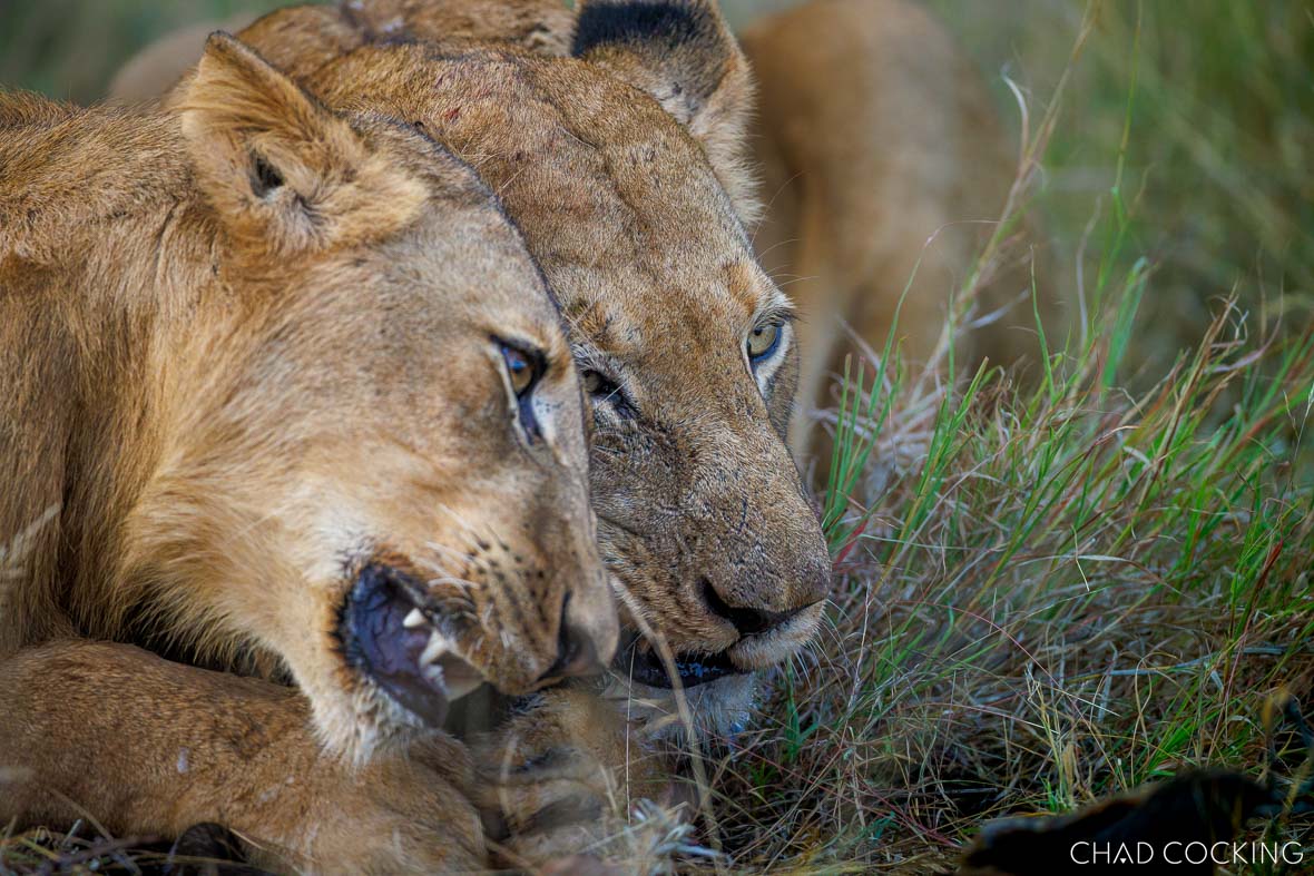 lIons seen feeding at Tanda Tula