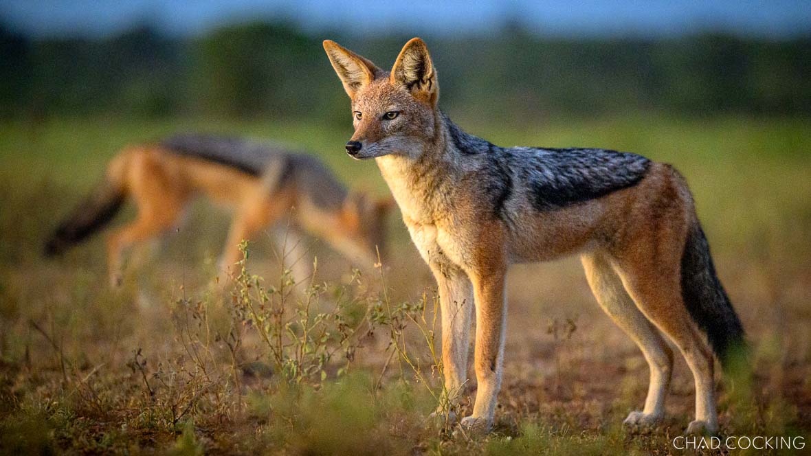 Jackals ready to take left overs from lions