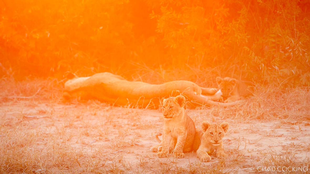 lions cubs in the Timbavati