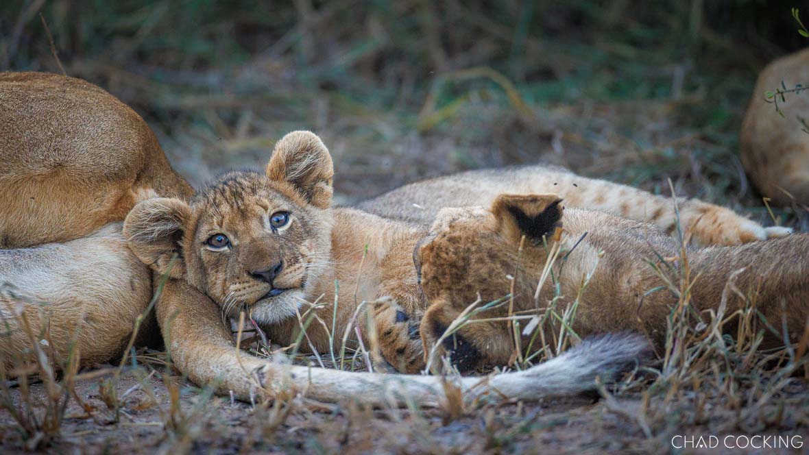 Tanda Tula safari shows new lion cubs