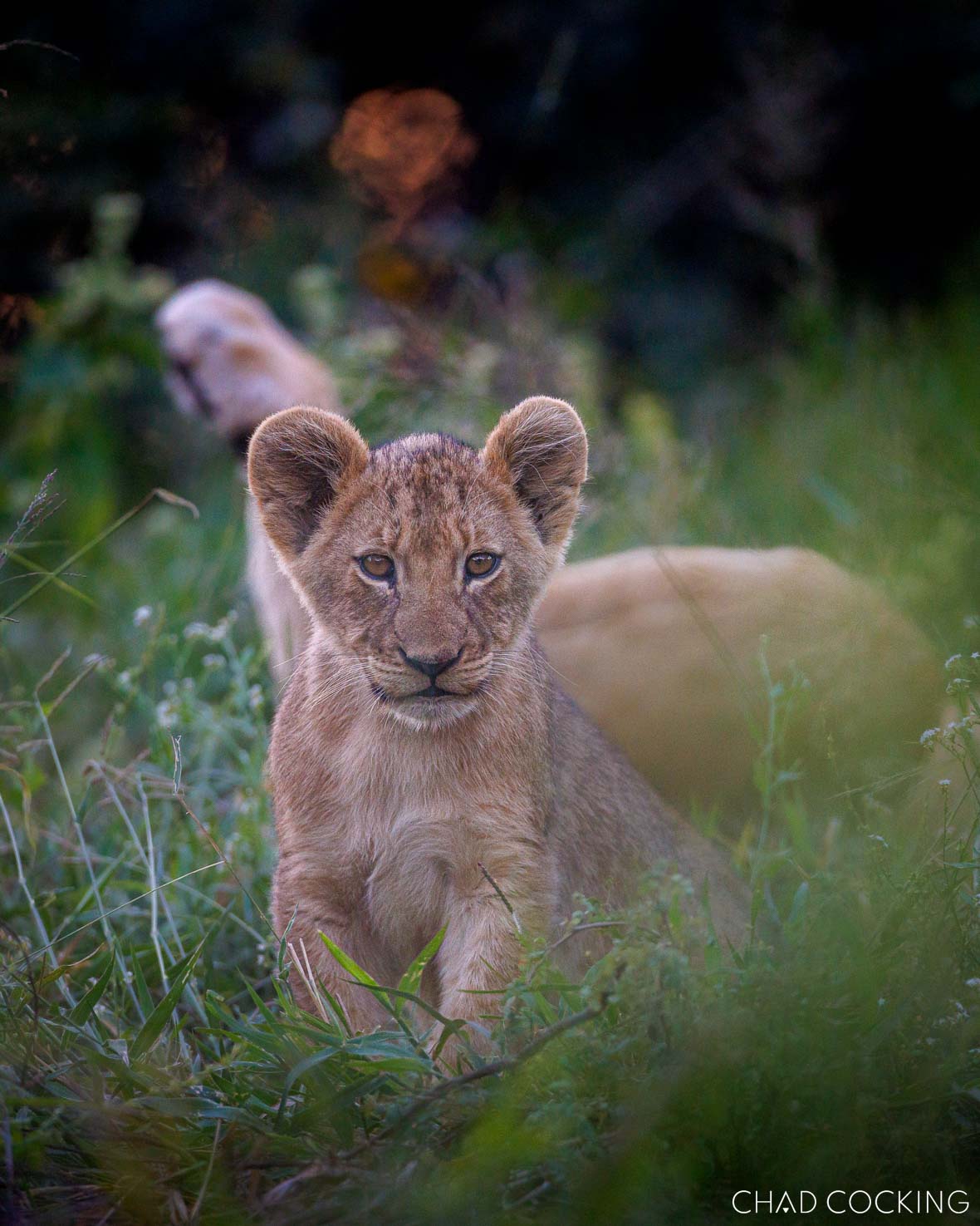 adorable lion cubs