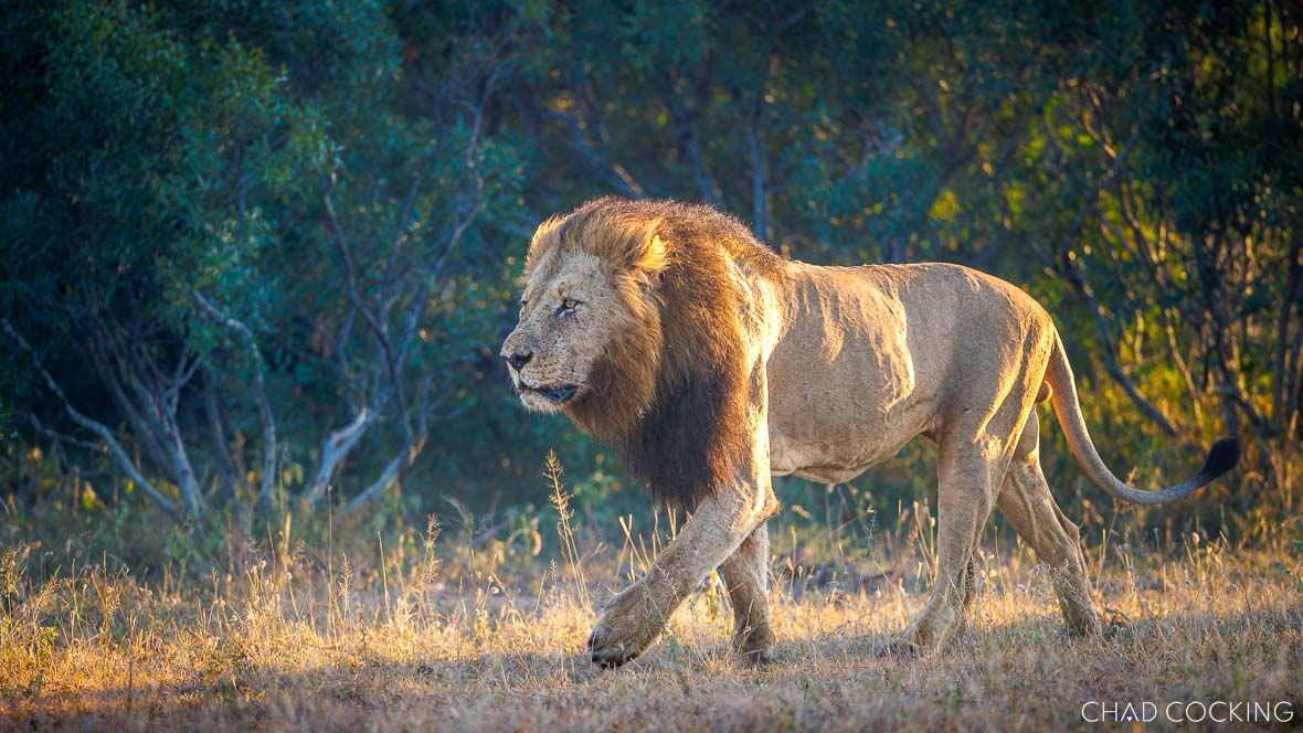 male lions dominating the Timbavati