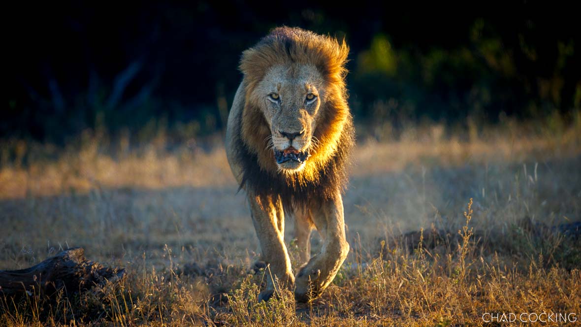 Dominant male lion in the Greater Kruger