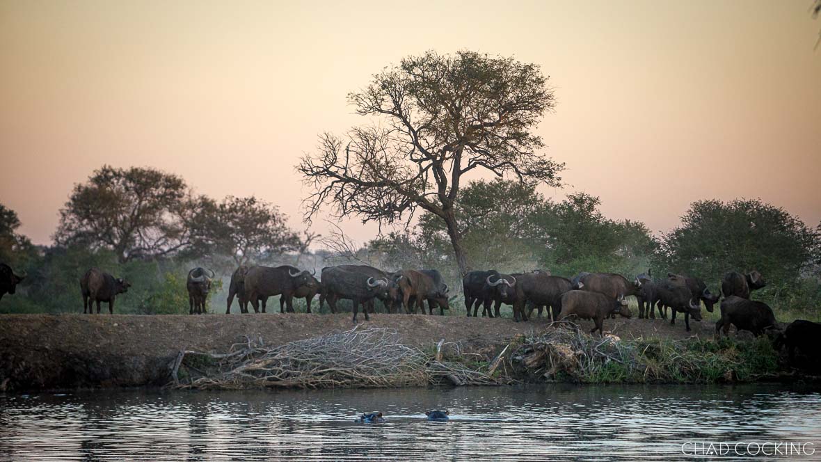 Large herd of buffalo at waterhole