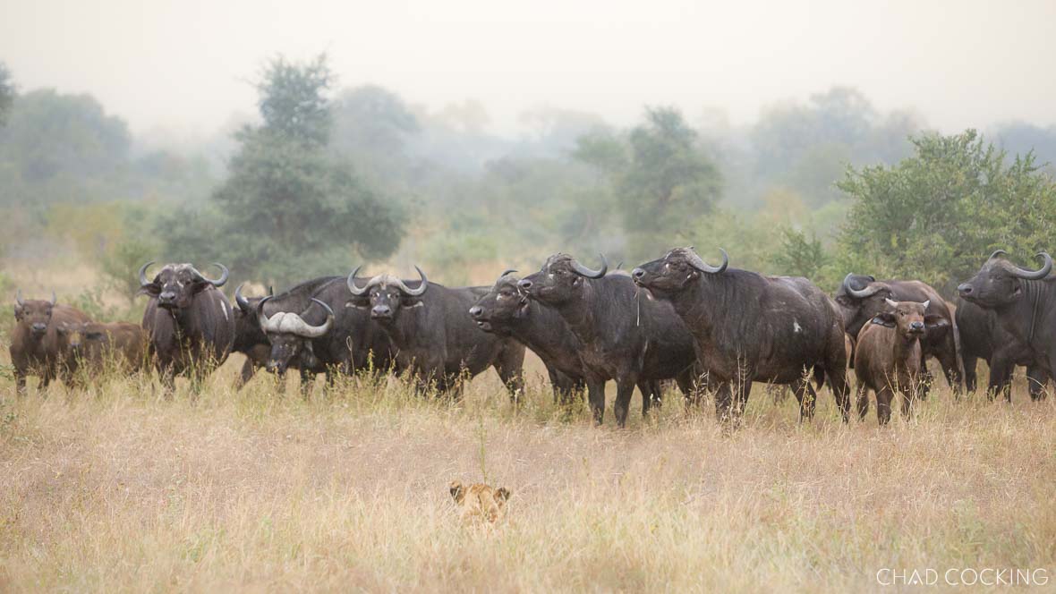 Large herd of buffalo staring down a lion