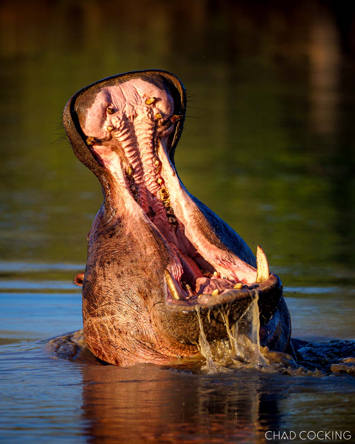 wide mouth hippo yawn