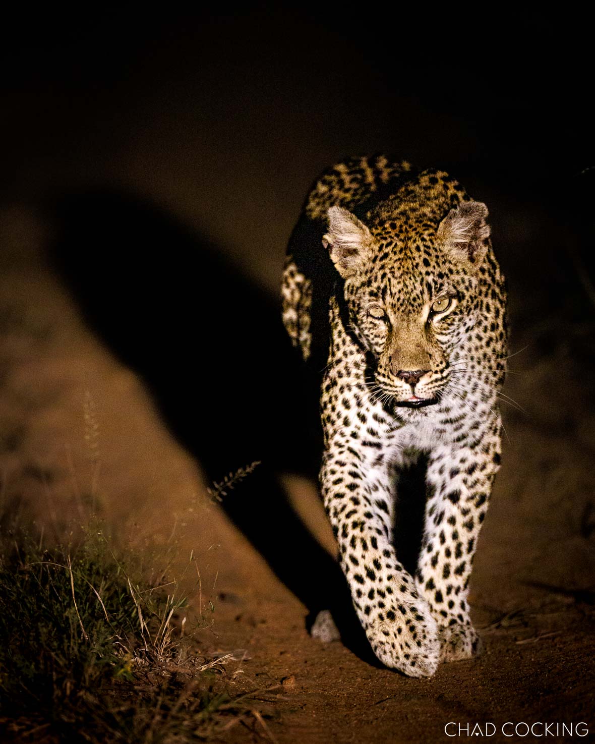 Tanda Tula's leopard sightings on night safari