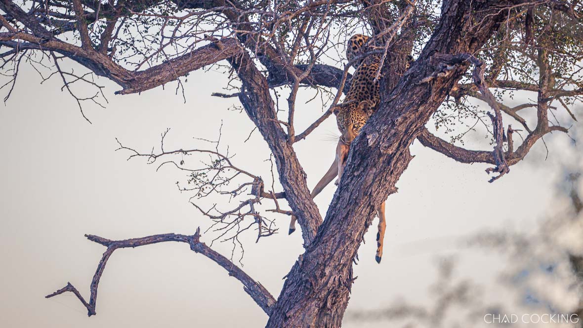leopard in tree with kill