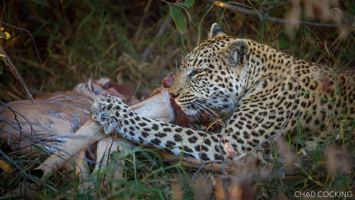 Leopard feeding in the Timbavati