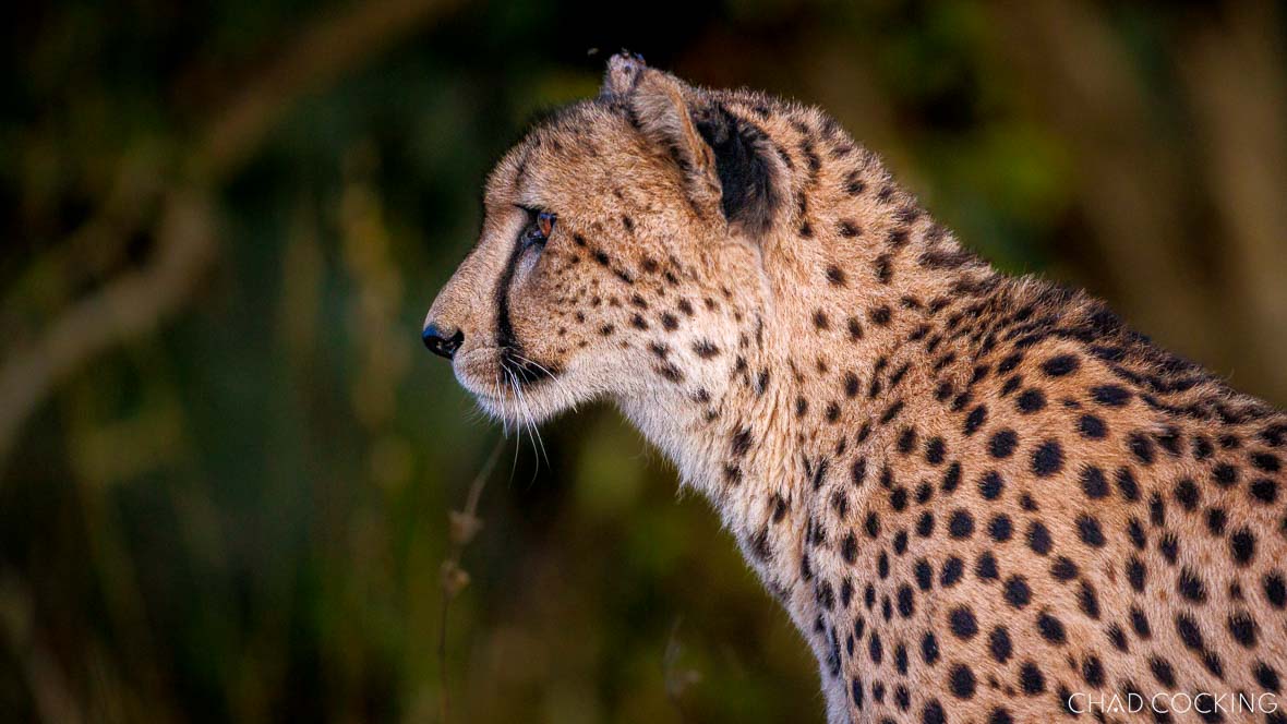 Cheetah spotted in the Timbavati