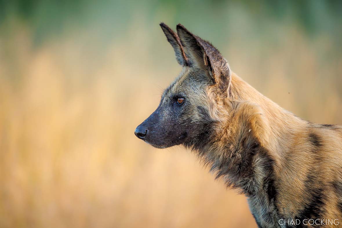 Wild dogs are highly endangered