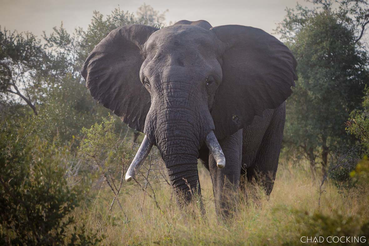 Timbavati's big bull elephant