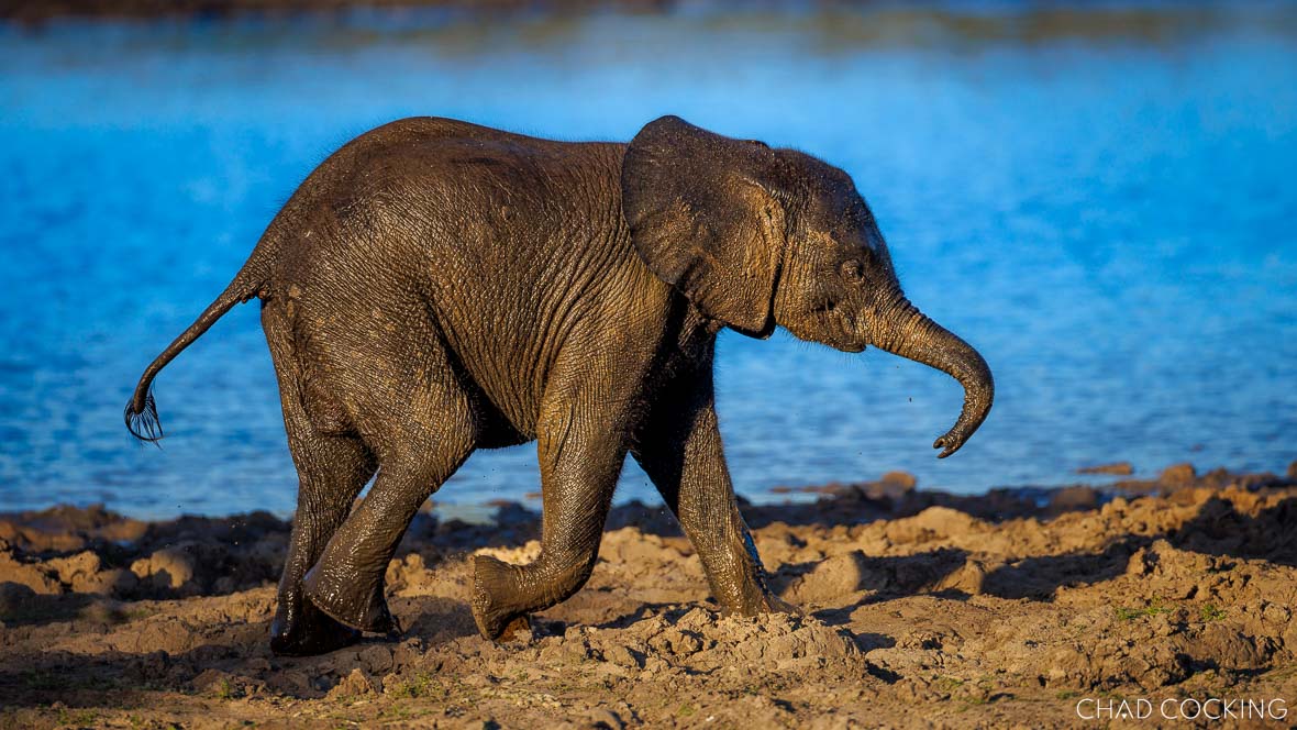 baby elephant