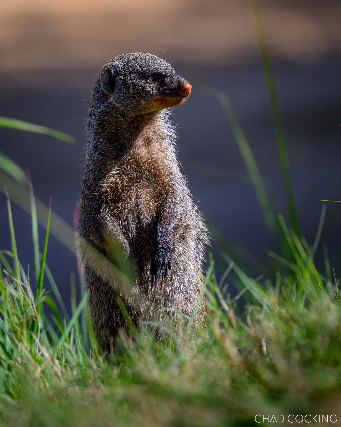Mongoose seen near Tanda Tula Safari Camp
