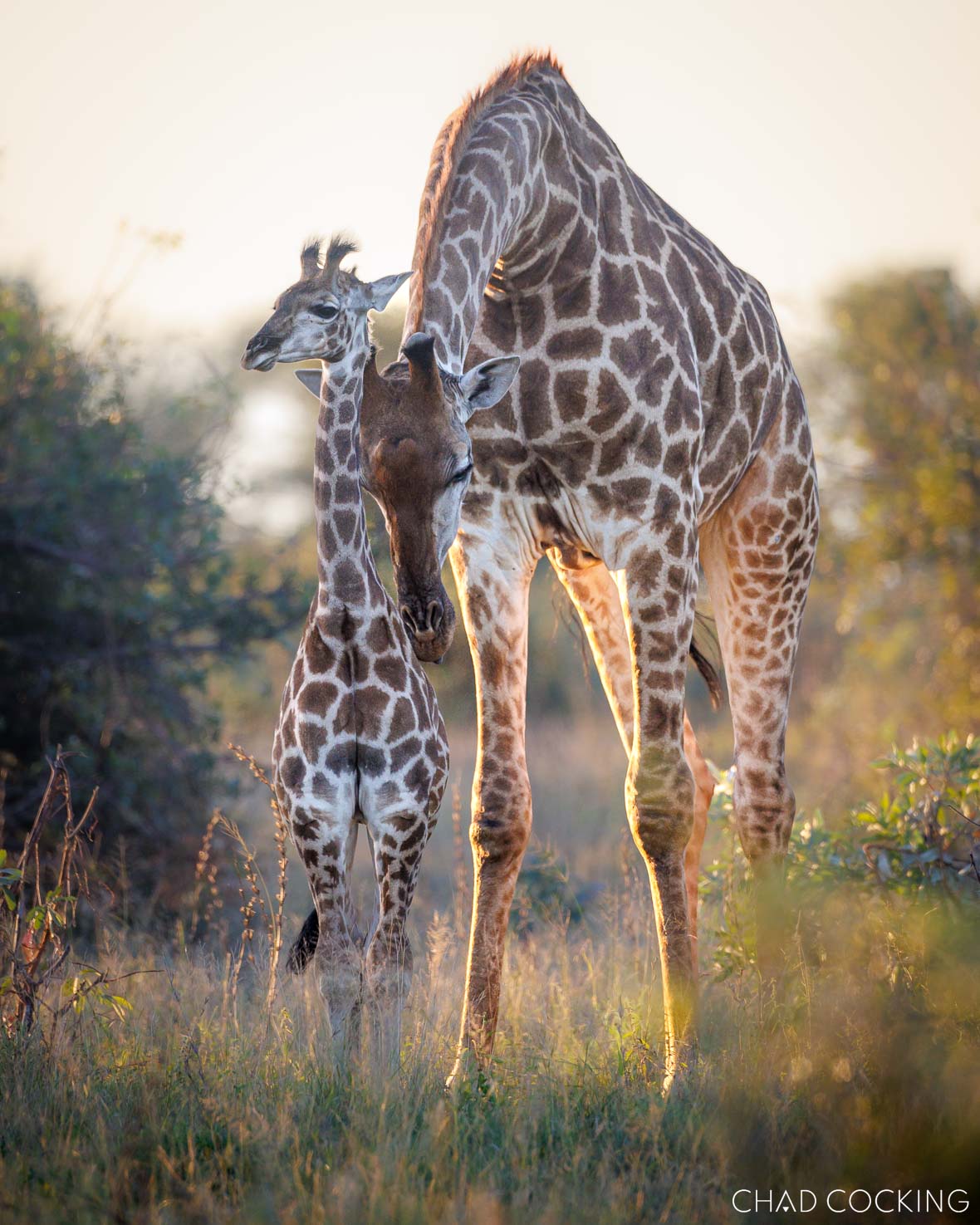 Baby giraffe in the morning light